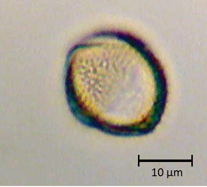 Ecuatorial 5