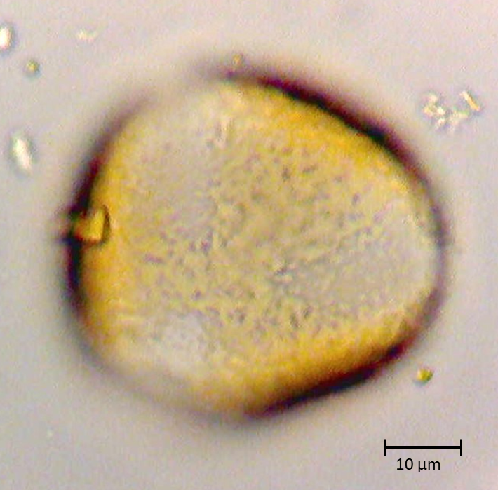 Ecuatorial 3