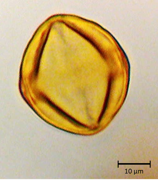 Ecuatorial 2