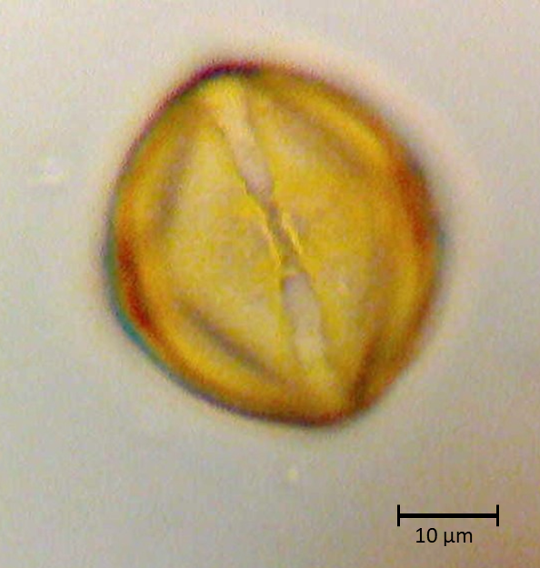 Ecuatorial 3
