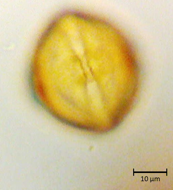 Ecuatorial 4