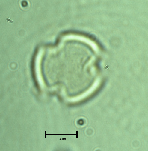 Larrea divaricata