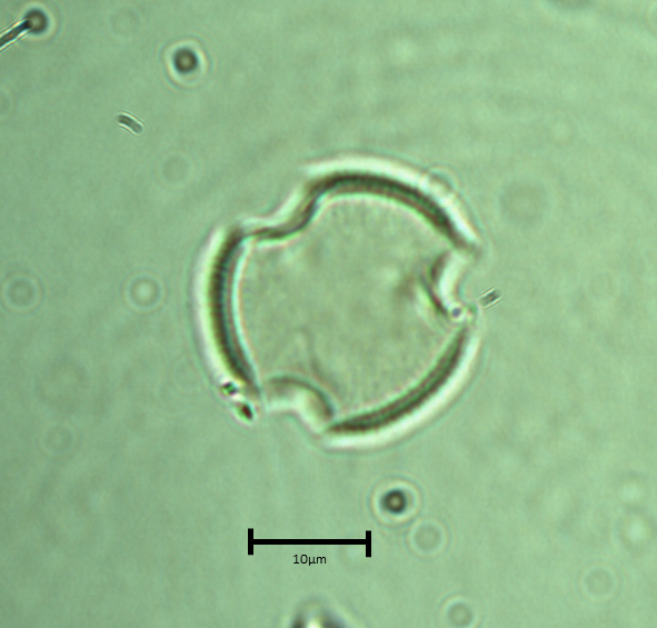 Ecuatorial 3