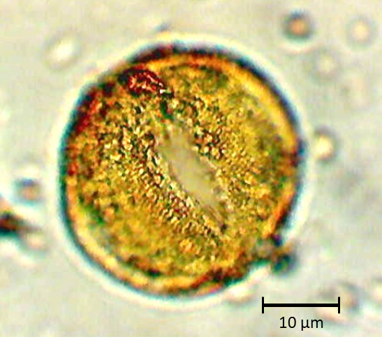 Argylia uspallatensis