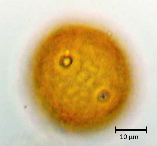Plantago lanceolata