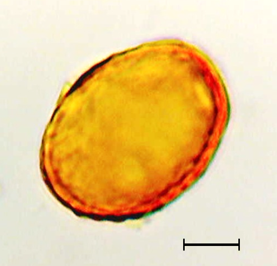 Ecuatorial 3