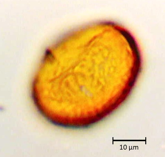 Ecuatorial 5