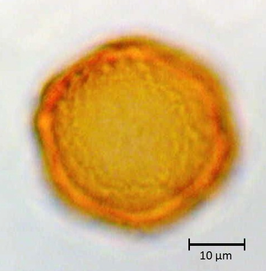 Polar 1