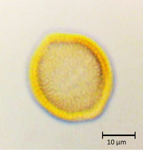 Ecuatorial 1
