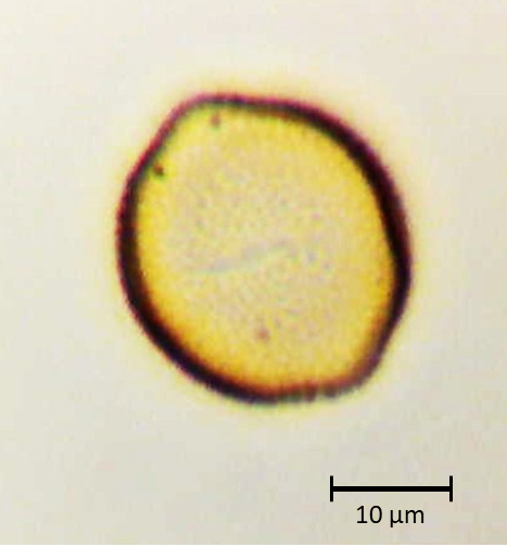 Ecuatorial 3