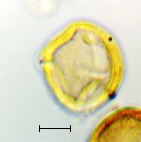 Schinus molle