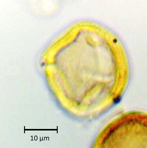 Ecuatorial 1