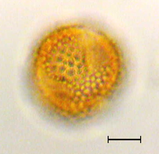 Olea europaea