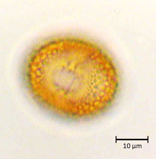 Ecuatorial 1