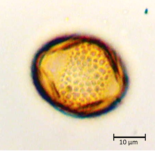 Ecuatorial 3