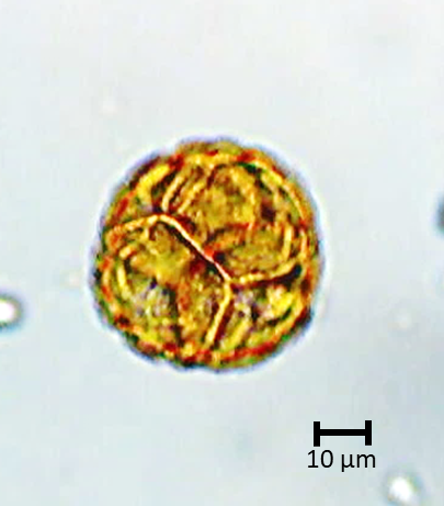 Ecuatorial 2