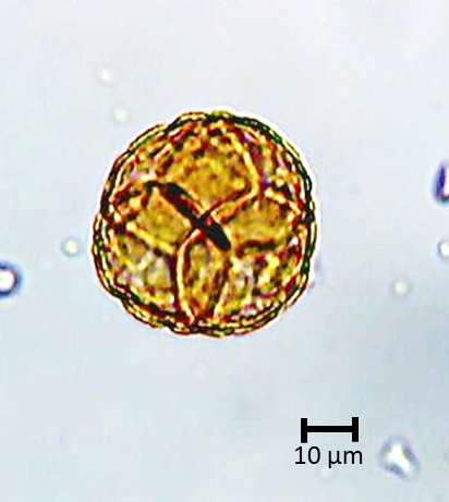 Ecuatorial 3