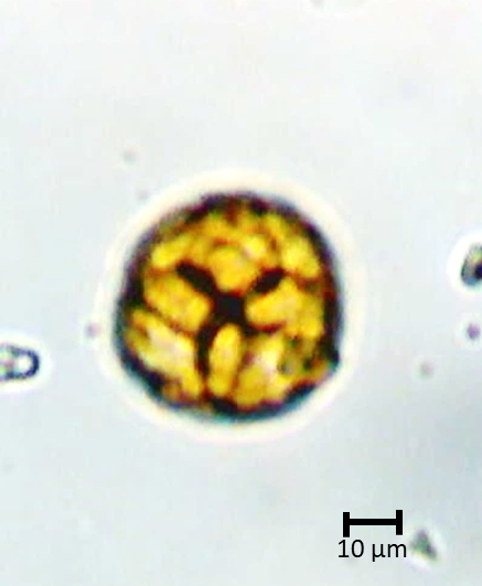Ecuatorial 4