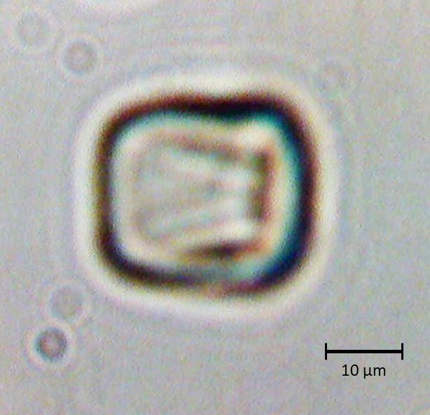 Ecuatorial 3