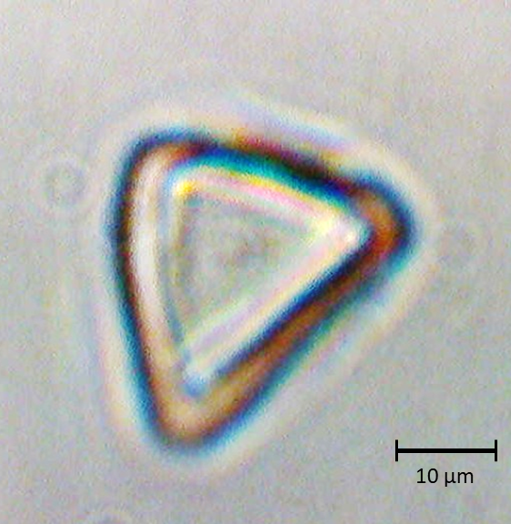 Polar 1