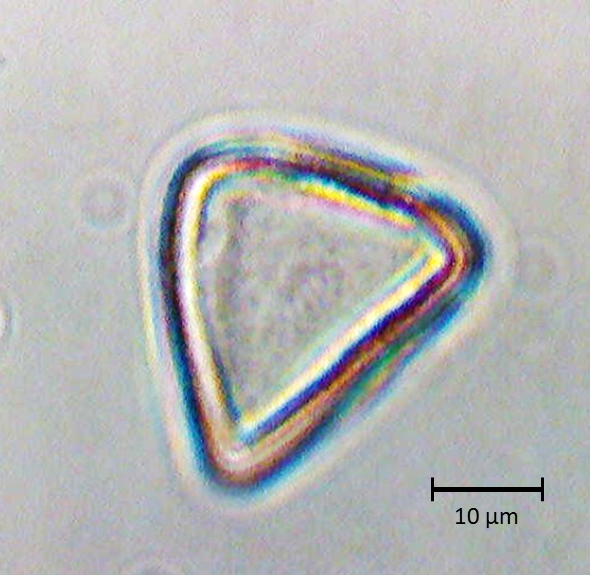 Polar 2