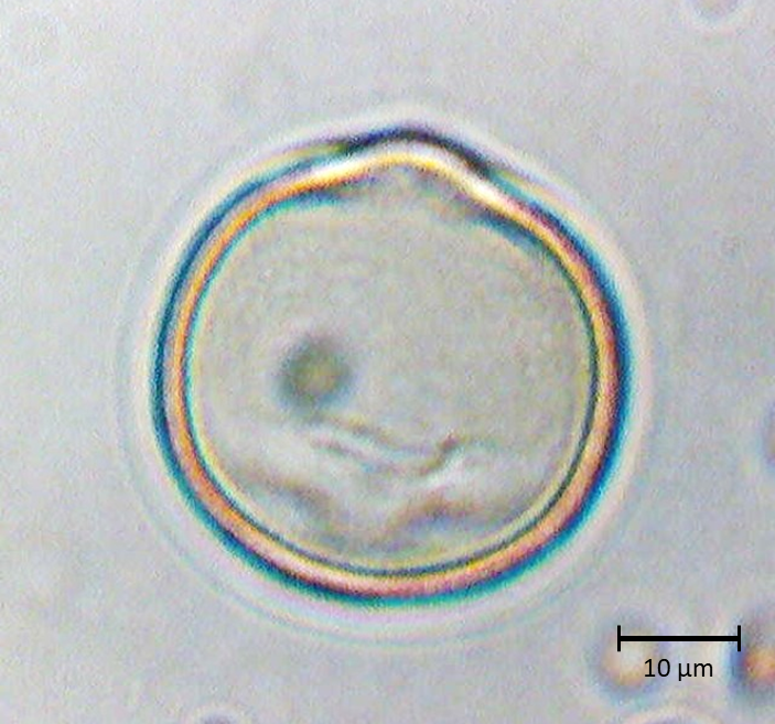 Ecuatorial 2