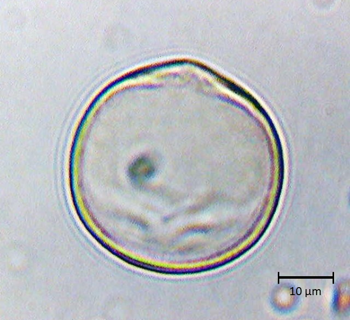 Ecuatorial 3