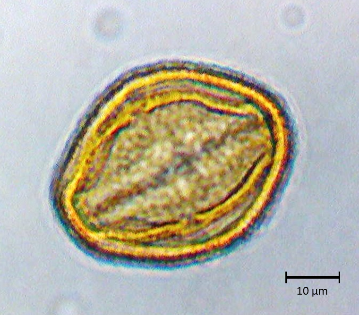 Ecuatorial 2