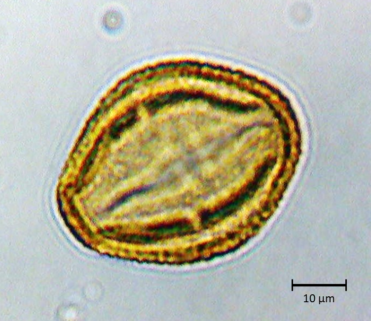 Ecuatorial 3