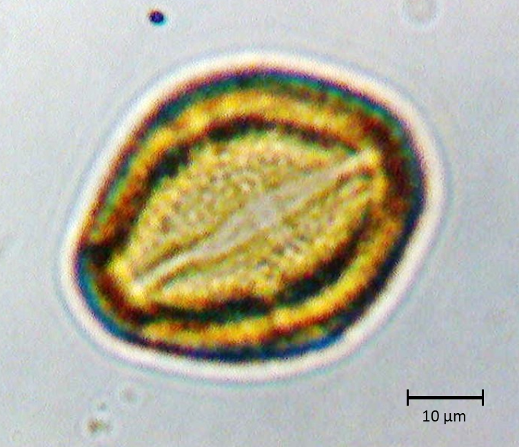Ecuatorial 4