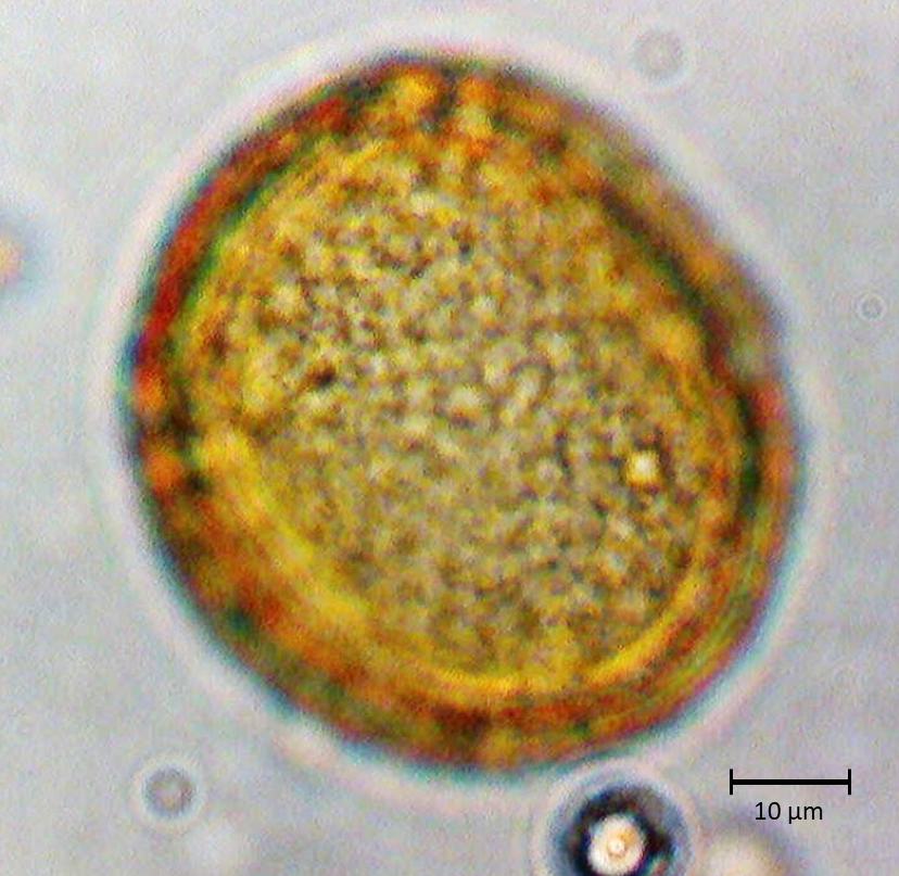 Ecuatorial 3